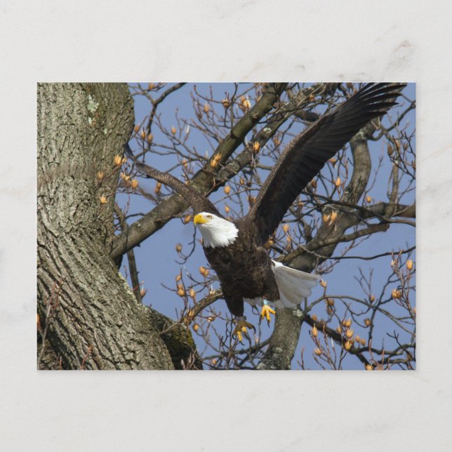 Bald Eagle Leap Postkarte (Vorderseite)