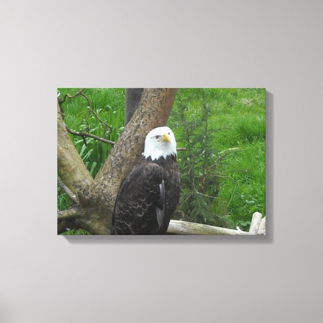 Bald Eagle Leinwanddruck (Vorderseite)