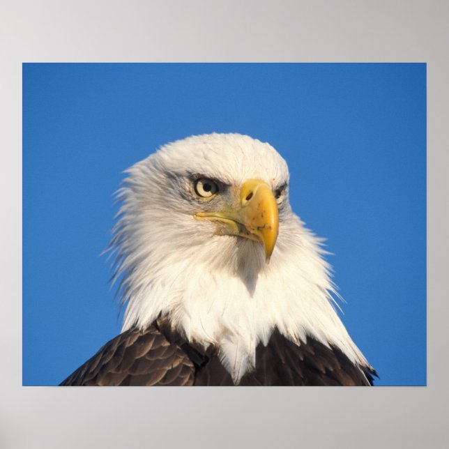 Bald Eagle Look Poster (Vorne)