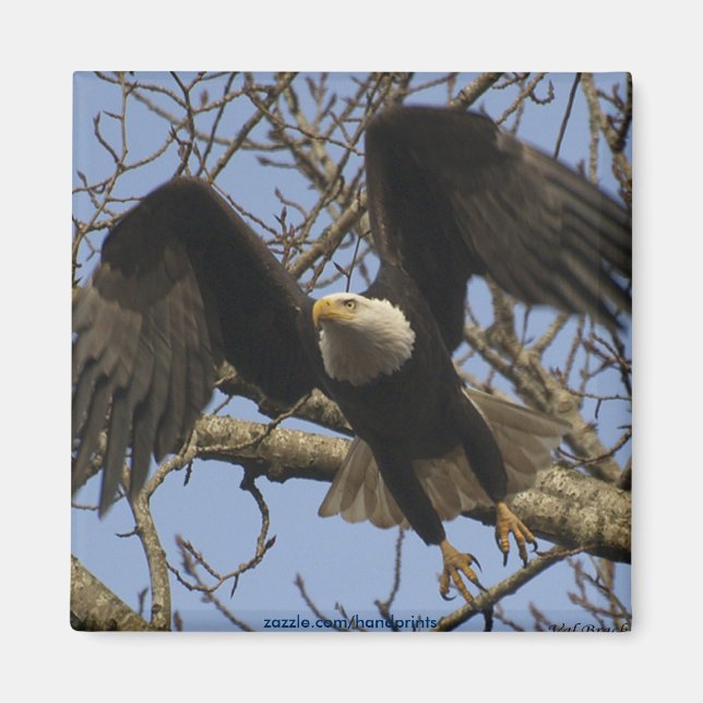Bald Eagle Magnet (Vorne)