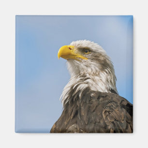 Bald Eagle Magnet