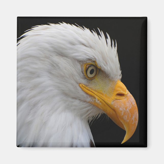 Bald Eagle Magnet (Vorne)