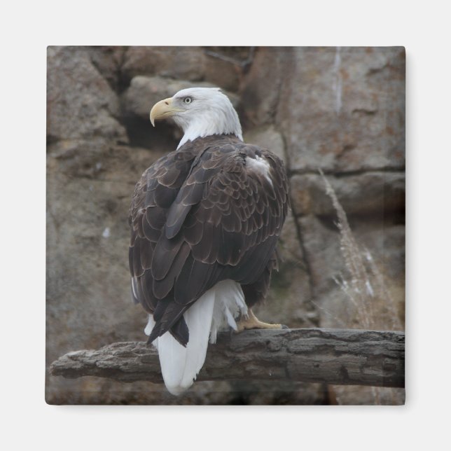 Bald Eagle Magnet (Vorne)