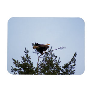 Bald Eagle Magnet