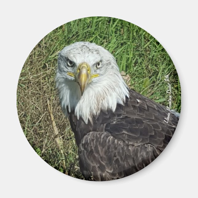 Bald Eagle Magnet (Vorne)