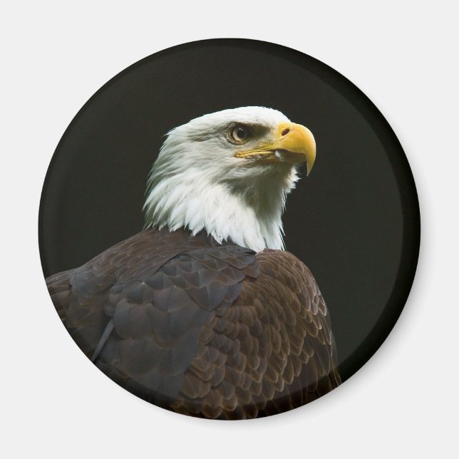 Bald Eagle Magnet (Vorne)