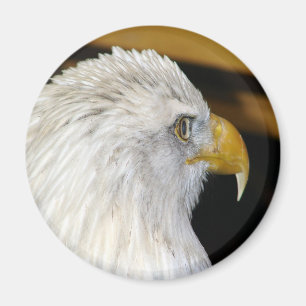 Bald Eagle Magnet