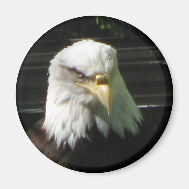 Bald Eagle Magnet (Vorne)
