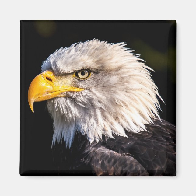 Bald Eagle Magnet (Vorne)
