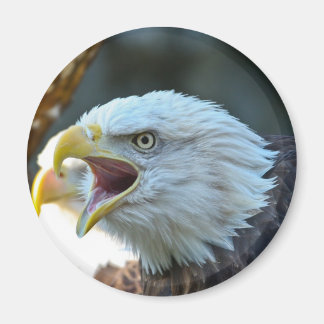 Bald Eagle Magnet