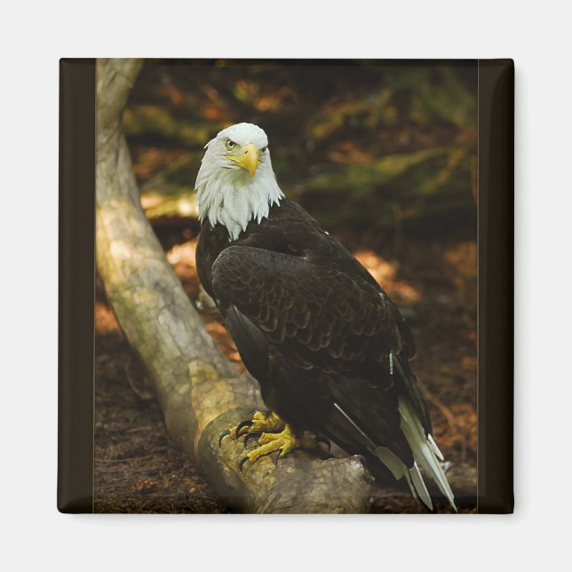 Bald-Eagle-Magnet Magnet (Vorne)