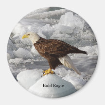 Bald-Eagle-Magnet