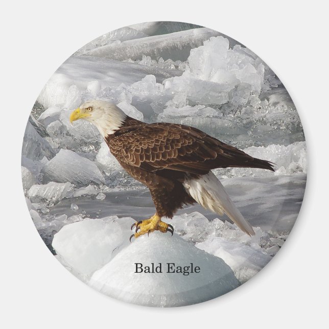 Bald-Eagle-Magnet Magnet (Vorne)