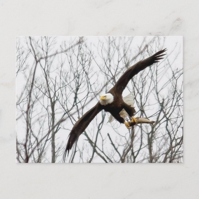 Bald Eagle Meal Delivery Postkarte (Vorderseite)