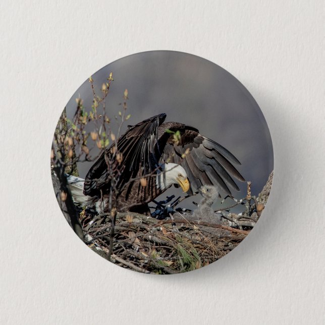Bald Eagle mit ihrem Baby Button (Vorderseite)