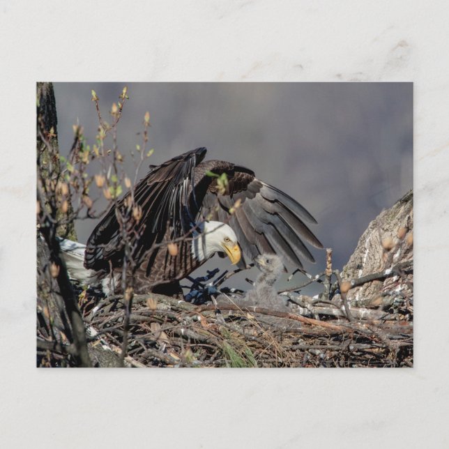 Bald Eagle mit ihrem Baby Postkarte (Vorderseite)