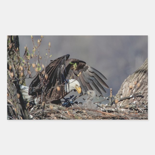 Bald Eagle mit ihrem Baby Rechteckiger Aufkleber (Vorderseite)