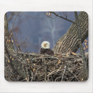 Bald Eagle mit schlechten Haaren Mousepad