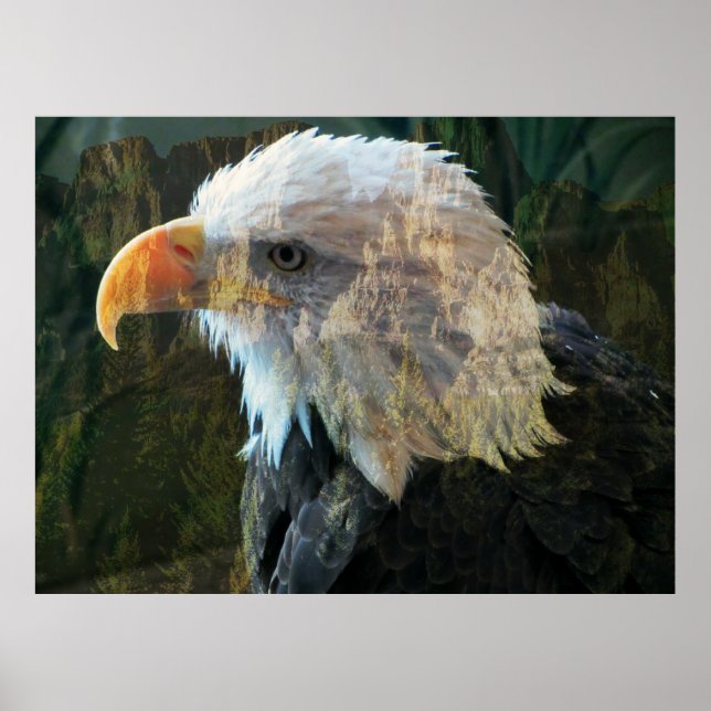 Bald Eagle Mountain Poster (Vorne)