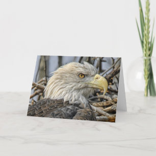 Bald Eagle Nahe Grußkarte Karte
