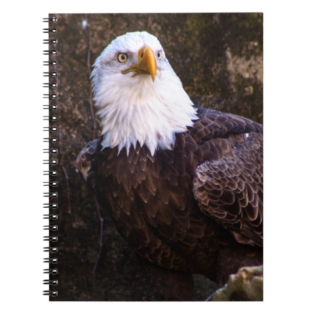 Bald Eagle-Notebook Notizblock (Vorderseite)