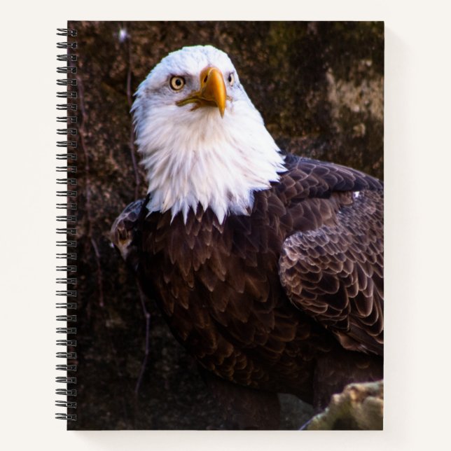 Bald Eagle-Notebook Notizbuch (Vorderseite)