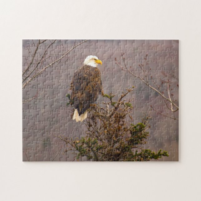 Bald Eagle Nova Scotia Kanada. Jigsaw Puzzle (Horizontal)
