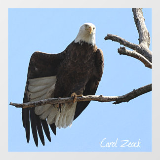 Bald Eagle of Columbiana Ohio Fensteraufkleber