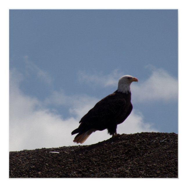 Bald Eagle on High Ground Glossy Poster (Vorderseite)