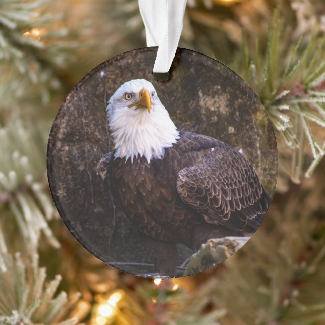 Bald Eagle Ornament (Baum)