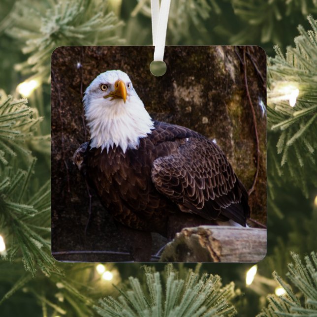 Bald Eagle Ornament Aus Metall (InSitu)