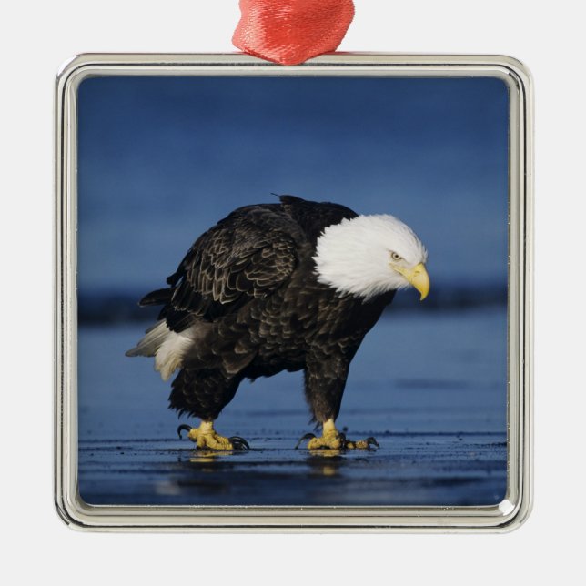 Bald Eagle Ornament Aus Metall (Vorne)