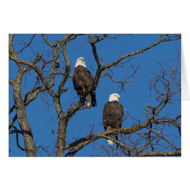 Bald Eagle Pair (Vorderseite (Horizontal))
