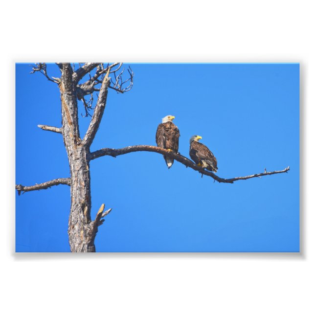 Bald Eagle Pair bei Money Bayou, Florida Fotodruck (Vorne)
