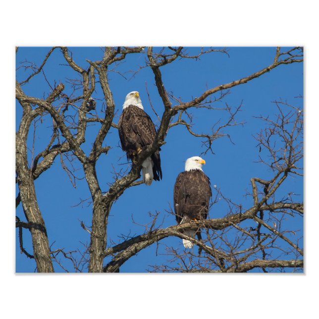 Bald Eagle Pair Fotodruck (Vorne)