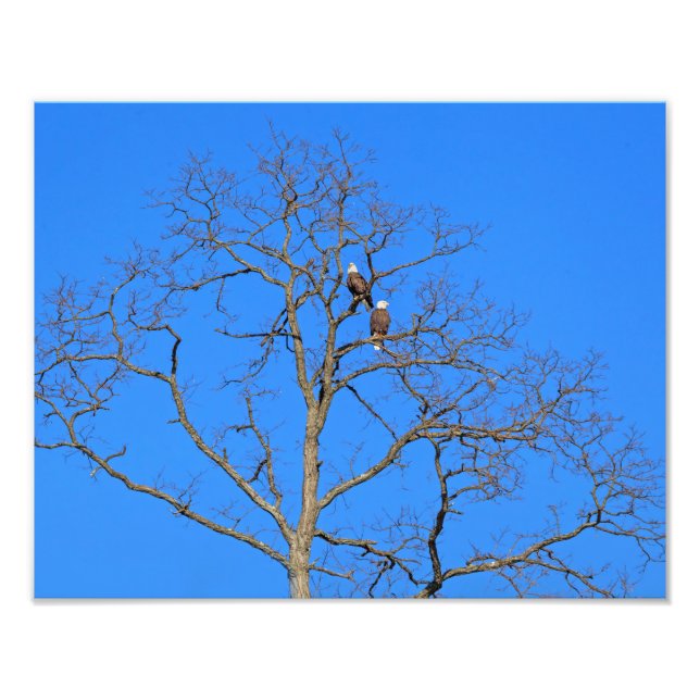 Bald Eagle Pair in Tree Fotodruck (Vorne)