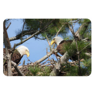 Bald Eagle Pair neigt zum Nest Magnet