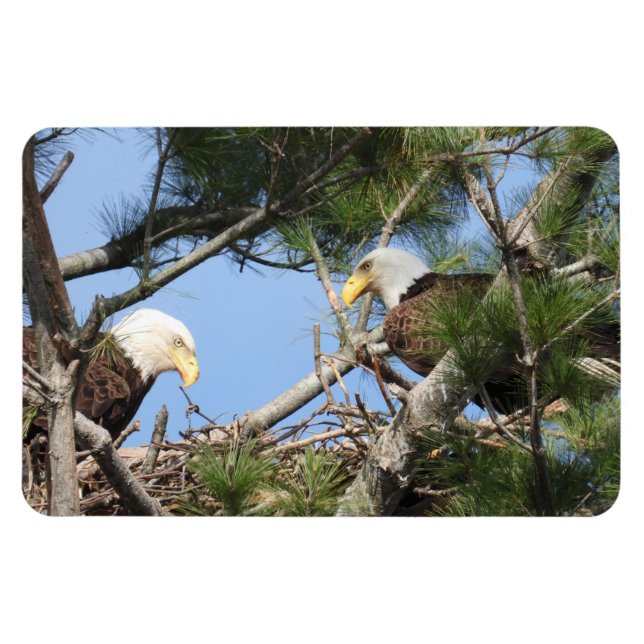Bald Eagle Pair neigt zum Nest Magnet (Horizontal)