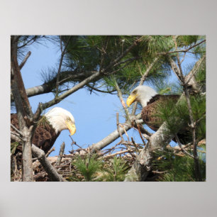 Bald Eagle Pair neigt zum Nest Poster