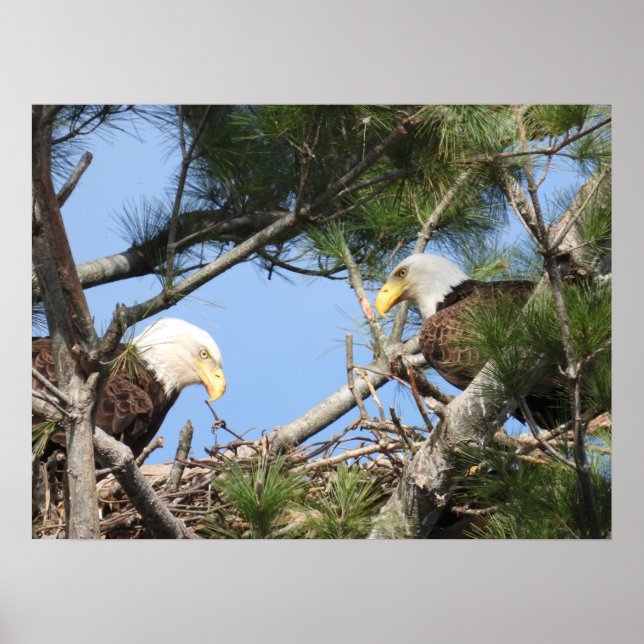 Bald Eagle Pair neigt zum Nest Poster (Vorne)