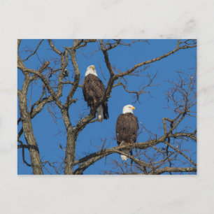 Bald Eagle Pair Postkarte