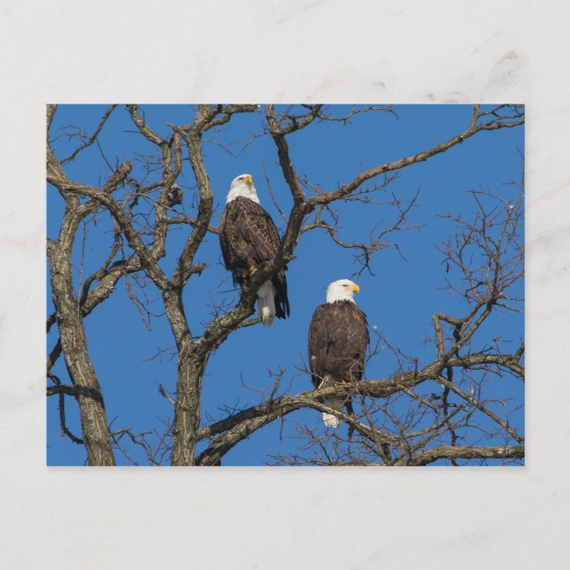 Bald Eagle Pair Postkarte (Vorderseite)