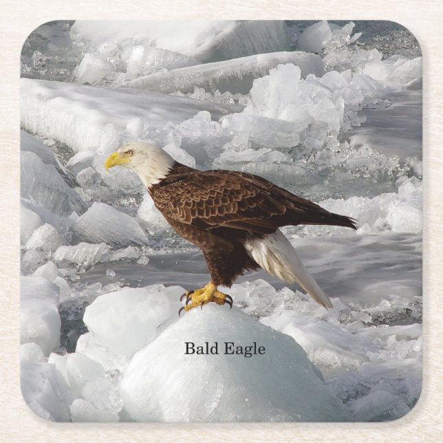 Bald Eagle Paper Untersetzer (Vorderseite)
