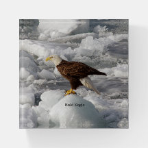 Bald Eagle Paperweight