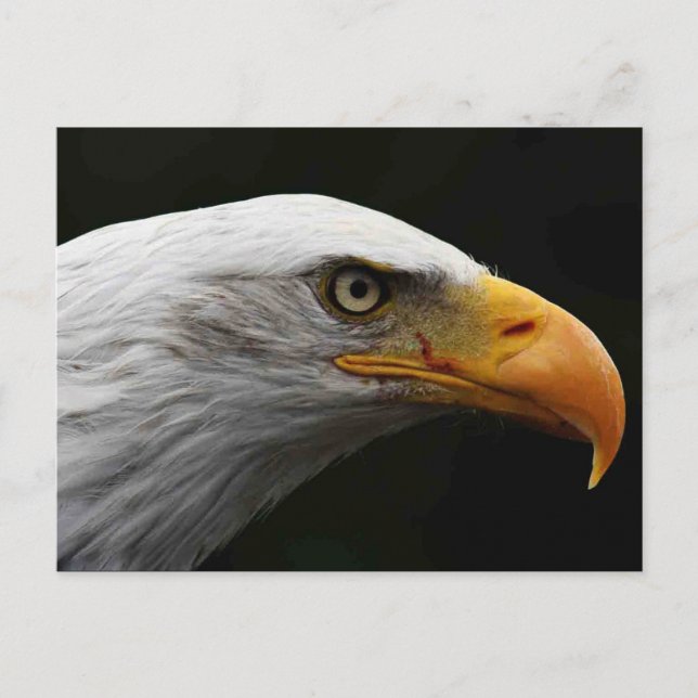 Bald Eagle pccna Postkarte (Vorderseite)