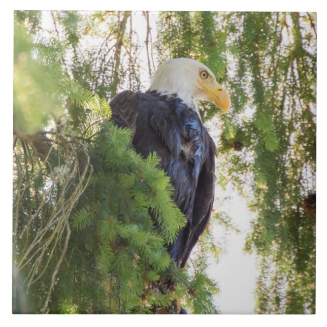 Bald Eagle perches in Douglas Fir Fliese (Vorderseite)
