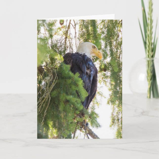Bald Eagle perches in Douglas Fir Karte (Vorderseite)