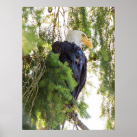 Bald Eagle perches in Douglas Fir