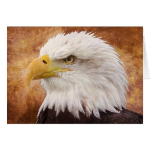 Bald Eagle Portrait