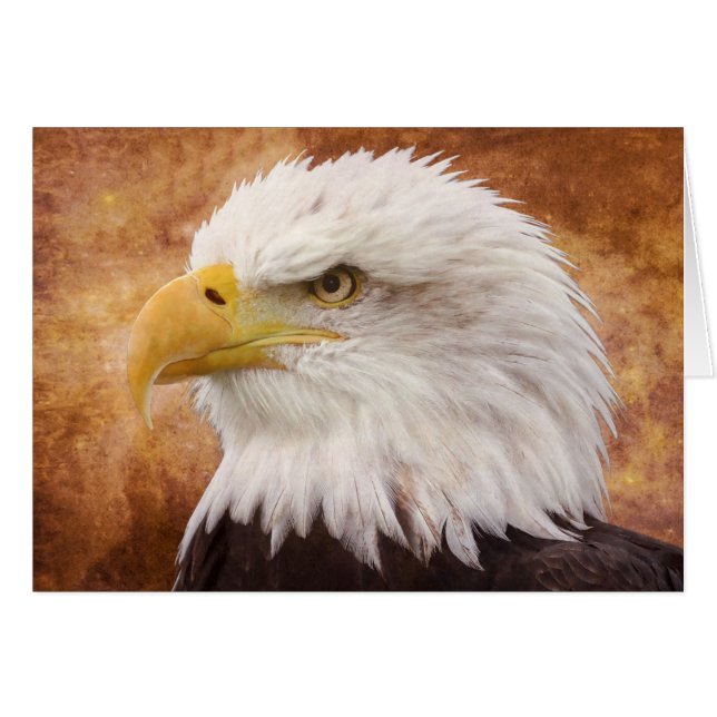 Bald Eagle Portrait (Vorderseite (Horizontal))